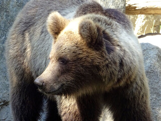 Ours brun