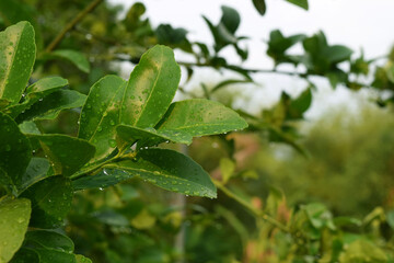Lemon leaves have water droplets on the leaves after the rain.