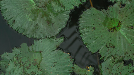 Leaves of green lotus, water lily on the surface of the water in the pond. Calm Natural Green Background