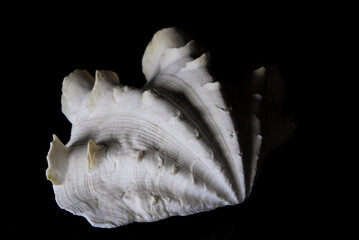 white shell on a black background