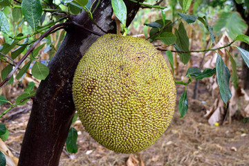 Jackfruit fruit in Thailand