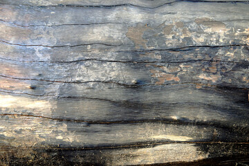 Beautiful natural patterned wood can be used as a background image.