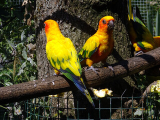 Perroquets jaunes