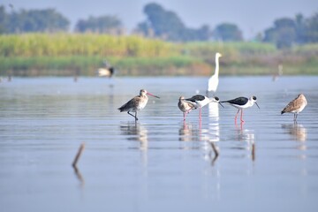 flamingo stilt in the water