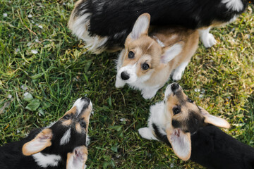 puppies and adult Corgi dogs are waiting for food on the green