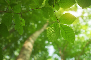 Fototapeta na wymiar Spring leaf of beech tree