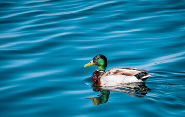 Mallard duck swimming on the water of a lake