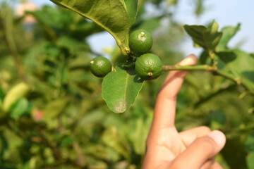 Small green lemon in Asia