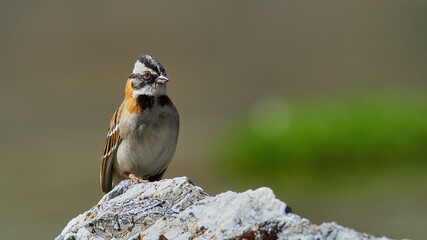 wildlife photo of a Rufous-collared Sparrow (Zonotrichia capensis) on a rock in Peru