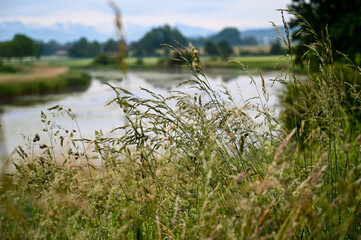 landscape on the lake with a view of the Swiss Alps