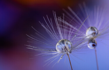 Dandelion flower seed with dew drops close up.