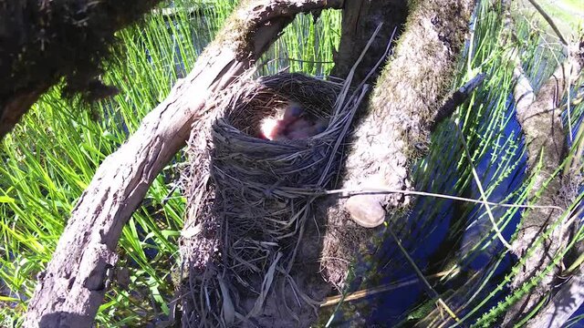 mavis songbird, Turdus philomelos on the  nest with cute little chicks. In spring, songbirds build nests and hatch chicks.