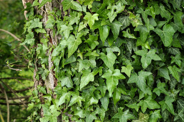 Ivy leaves growing thick on the tree