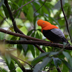 Wildlife photo of an Andean Cock-of-the-rock (Rupicola peruvianus) sitting on a tree in the moist montane forest of Peru