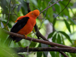 Wildlife photo of an Andean Cock-of-the-rock (Rupicola peruvianus) sitting on a tree in the moist montane forest of Peru