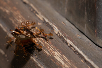 a group of red ant carrying a dead bug