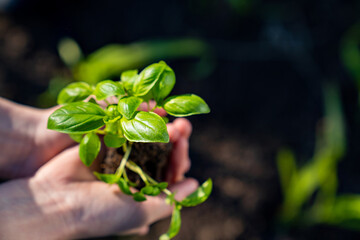 young green plant in hands. horticulture and landscaping. the concept of ecology 