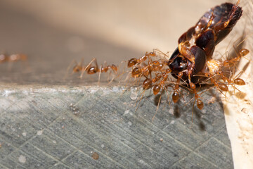 a group of red ant carrying a dead bug
