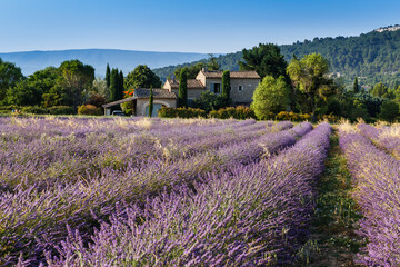 Fototapeta na wymiar Provence, France. Blooming fields of lavender in Provence region of France, June, summer. Traditional french house at the edge of lavender field. 