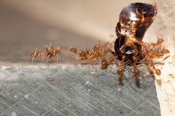 a group of red ant carrying a dead bug
