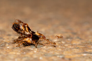 a group of red ant carrying a dead bug