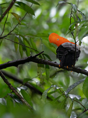 Wildlife photo of an Andean Cock-of-the-rock (Rupicola peruvianus) sitting on a tree in the moist montane forest of Peru