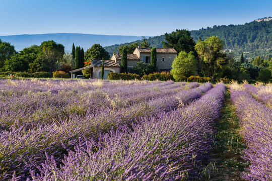 Provence, France. Blooming fields of lavender in Provence region of France, June, summer. Traditional french house at the edge of lavender field. 