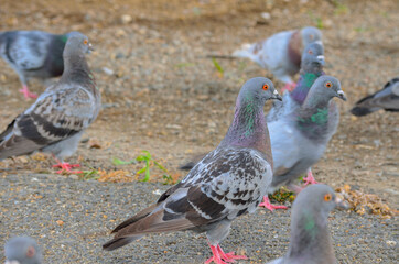 鳩