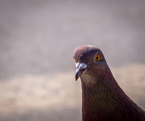 Close up of a  feral pigeon (Columba livia domestica) or city dove with red colloration.