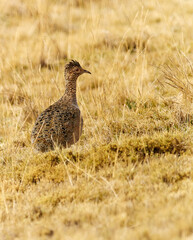 wildlife photo of a Ornate Tinamou (Nothoprocta ornata) in the andes of Peru