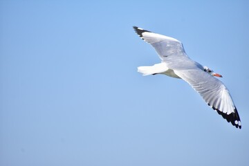 seagull in flight