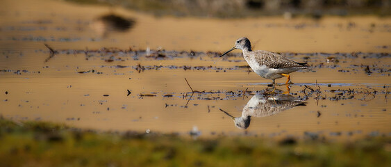 wildlife photo of a Greater Yellowlegs (Tringa melanoleuca) in Peru