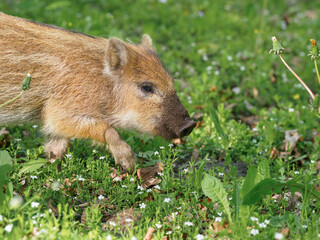Little wild boar in the grass in the spring forest