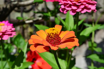 A Orange colored blossom in full bloom. The flower is very colorful, blossoming.