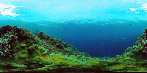Naklejka na ściany i meble Tropical coral reef 360VR. Underwater fishes and corals. Panglao, Philippines.