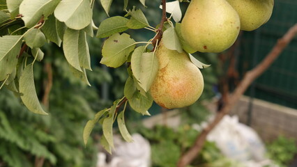 pear on the tree
