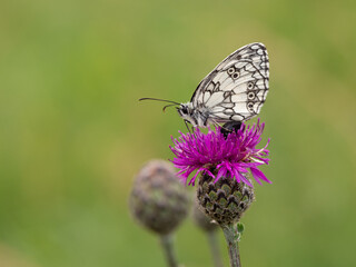 Marbled white butterfly (Melanargia galathea) on greater knapweed flower