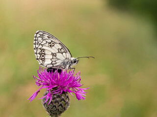 Marbled white butterfly (Melanargia galathea) on greater knapweed flower