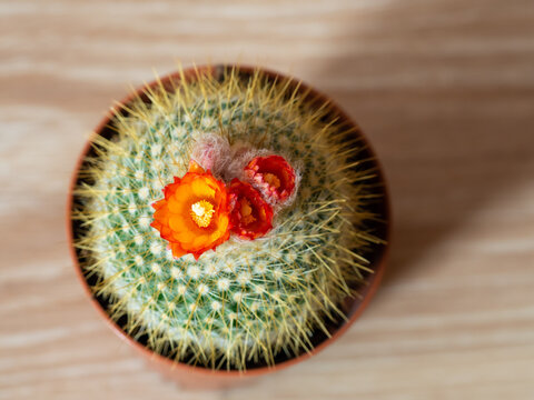Orange Flowers Of Blooming Cactus Wiew From Above