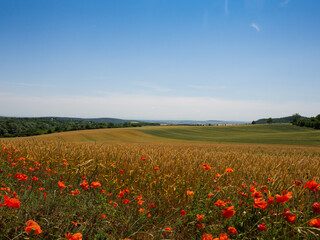 Field of wheat and poppy plants in summer, landscape, Czech republic