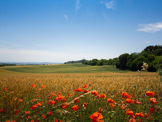 Field of wheat and poppy plants in summer, landscape, Czech republic