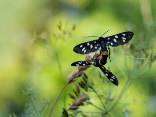 Nine-spotted moth or yellow belted burnet (Amata phegea) mating