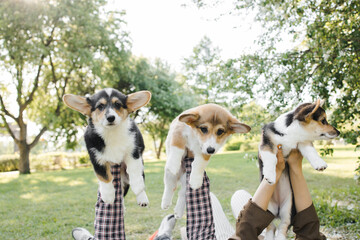 three Corgi puppies on the green in the sunset on their hands