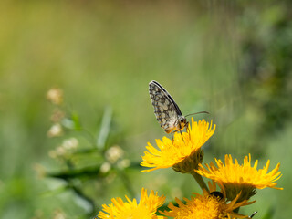 Marbled white butterfly (Melanargia galathea) on yellow flower