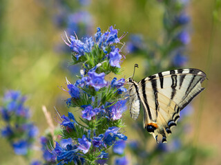 Scarce swallowtail (Iphiclides podalirius) butterfly on viper's bugloss plant