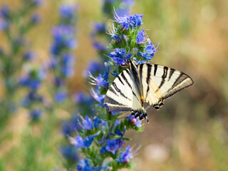 Scarce swallowtail (Iphiclides podalirius) butterfly on viper's bugloss plant