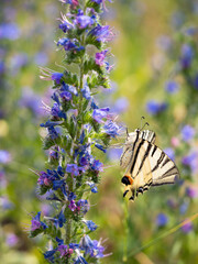 Scarce swallowtail (Iphiclides podalirius) butterfly on viper's bugloss plant
