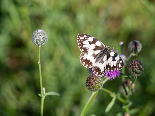 Marbled white butterfly (Melanargia galathea) on greater knapweed flower