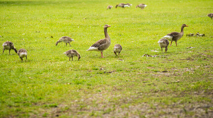 Geese grazing in a park by a lake