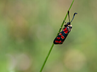 Crepuscular burnet (Zygaena carniolica) butterfly sitting on green plant